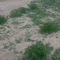 سگ‌سرابی‌ماده‌