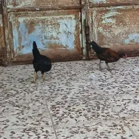 دوتا خروس