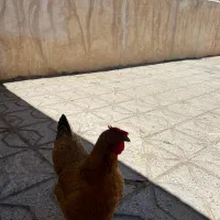مرغ تخم گذار لاری