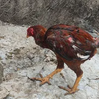 خروس لاری اصیل ۷ عدد