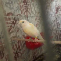 قناری مزایکی ماده به ضمانت همه چیز تقدیم میشه