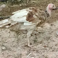 بوقلمون ماده تخم گذار