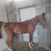 مادیون نوه سالار دو