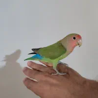 طوطی برزیلی دستی 4 ماهه
