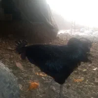 به علت کمبودجابه فروش می رسد
