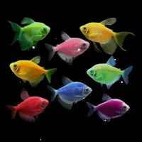 انواع ماهی زینتی به دلیل جابجایی