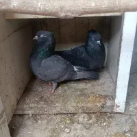 دو جفت کبوتر