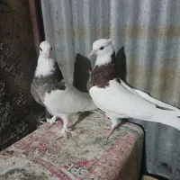 کبوتر طوقی