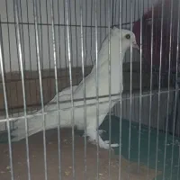 کبوتر نر کاکلی پاپر