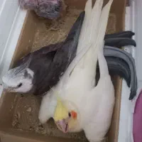 جفت مولد عروس هلندی همراه با لونه