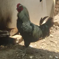 خروس و اردک معاوضه با ۲ فریک لاری یا ۴جوجه لاری
