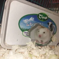 خرگوش وهمستر