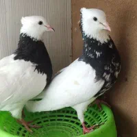 کبوتر طوقی طوق سور و زاغ