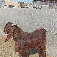 بز بزغاله پاکستانی