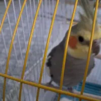 فروش|پرنده|تهران, جی|دیوار