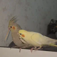 یک جفت عروس هلندی ۳ ۴ ماهه