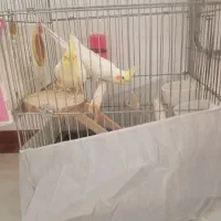 عروس هلندی مولد