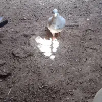 کفتر