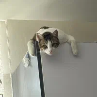 واگذاری دو گربه