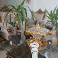 گلدان یوکا