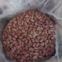 فروش بادام زمینی آستانه اشرفیه