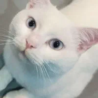 گربه بریتیش پرشین سفید