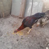 خروس|حیوانات مزرعه|کرج, مطهری|دیوار