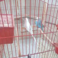پرنده|پرنده|نورآباد ممسنی, |دیوار