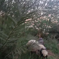 گوسفندنر