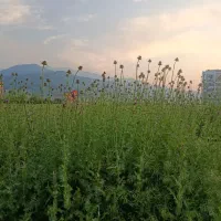 دانه گل خار مریم یا قنقل