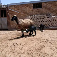 دوقلو ها