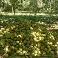 گردو تکان ماهر هستم
