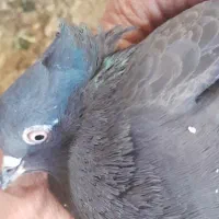 اشعل|پرنده|اهواز, کمپلو شمالی|دیوار