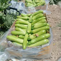 کدو خورشتی عمده باغی