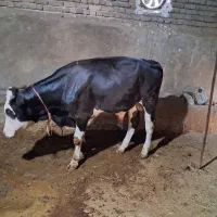 گاو نر ۱۵ ماهه