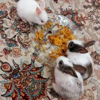 خرگوش