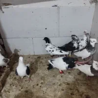 پنج جفت کبوتر