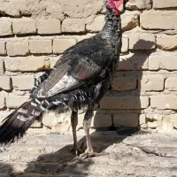 جوجه بوقلمون نر و ماده