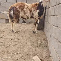 بره پلنگی