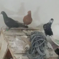کفتر پرشی و جفتگاه  مفت
