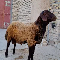قوچ قزل افشار(قربانی و نگهداری(