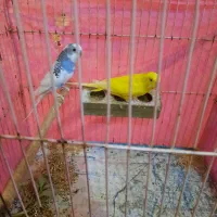 مرغ عشق