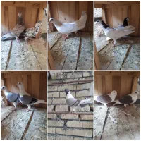 کبوتر گرفتنی