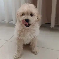 سگ بامزه و بازیگوش