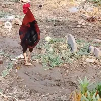 سلامخروسمحلیپابلند