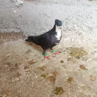 کرباتی سیاه