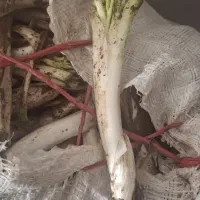 کنگر|خوردنی و آشامیدنی|کمره, |دیوار