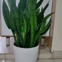 گل سانسوریا