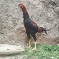 ۲عددمرغ لاری و۱عدد خروس لاری اصیل