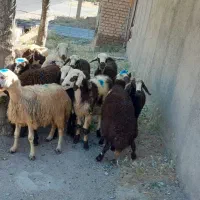 ۱۶ راس بره افشار
